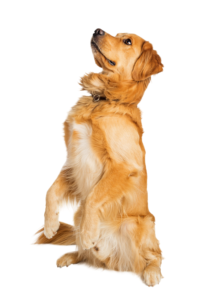 Golden retriever