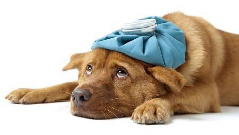 Sick dog