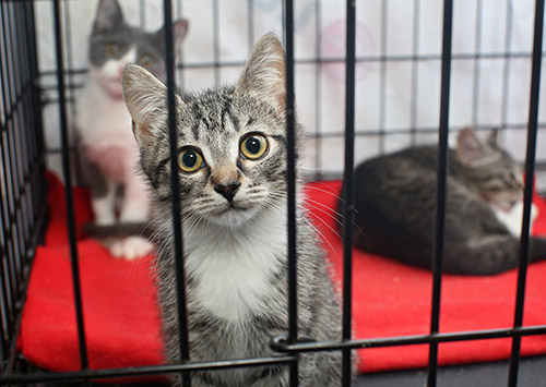 cats in kennel
