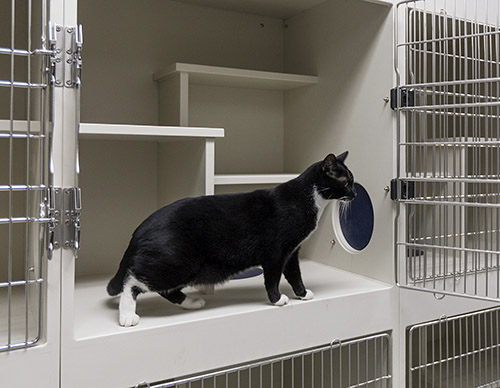 clean cat kennel