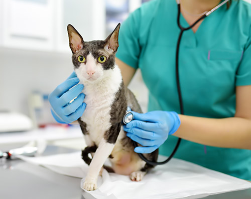cat calicivirus