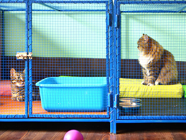cats in kennel