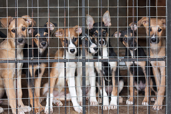 dogs in kennel