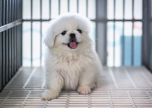 clean kennel