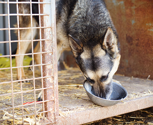 clear kennel
