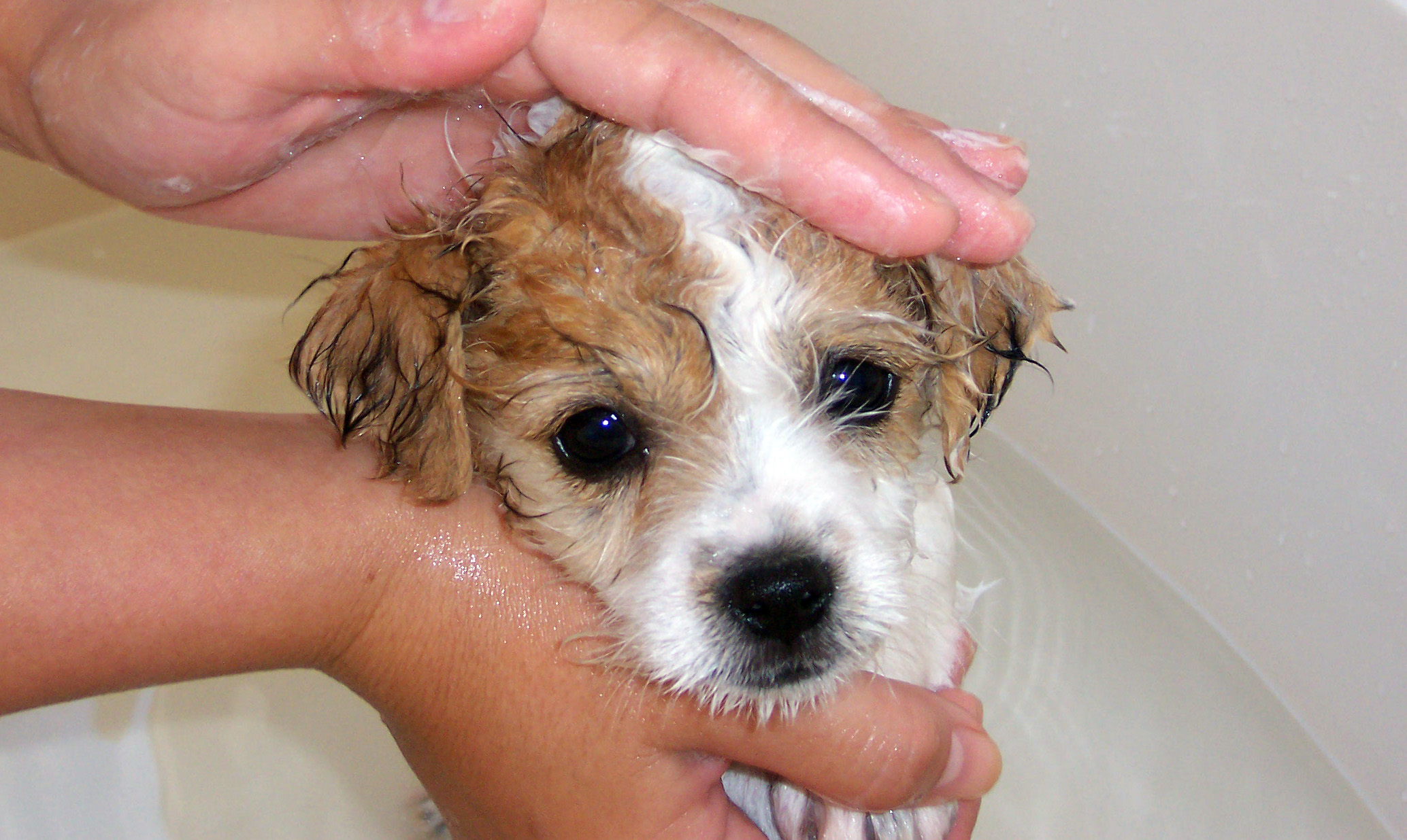 Сколько раз мыть собаку. Гигиена собак. Купание щенка. Мытьё питомцев. Собака моет голову.