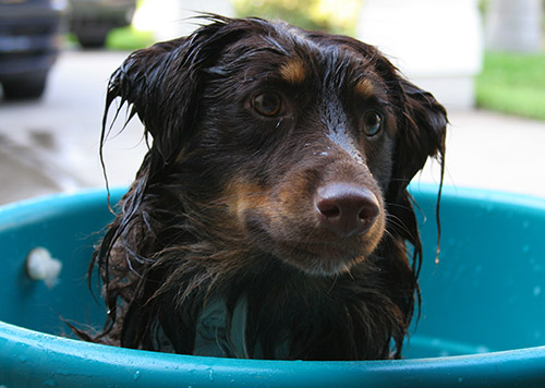 dog bath