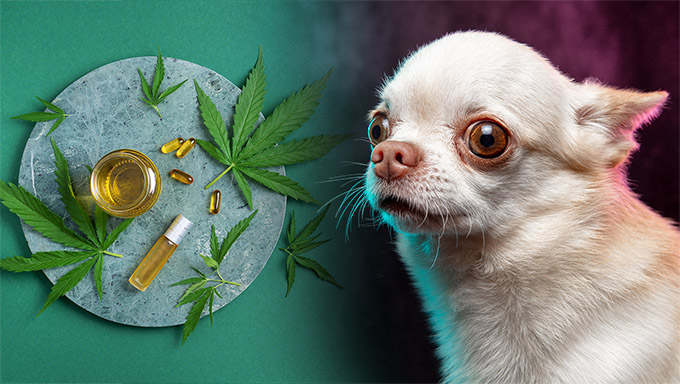 about cbd for pets