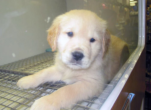 dog in clean crate