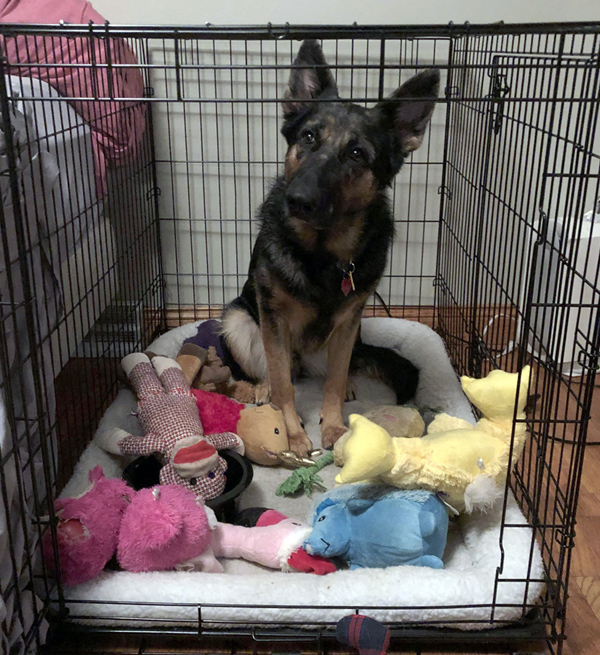 cleaning dog crate with vinegar