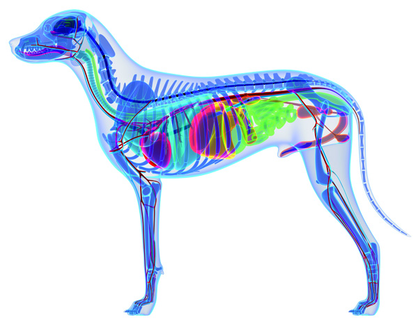 Dog digestion system