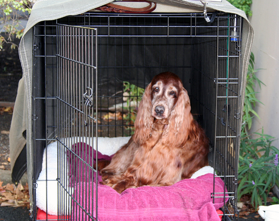 dog in metal crate