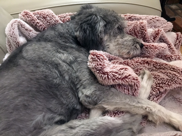 dog on fleece blanket
