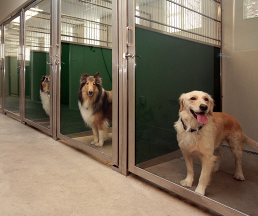 dogs in clean kennel