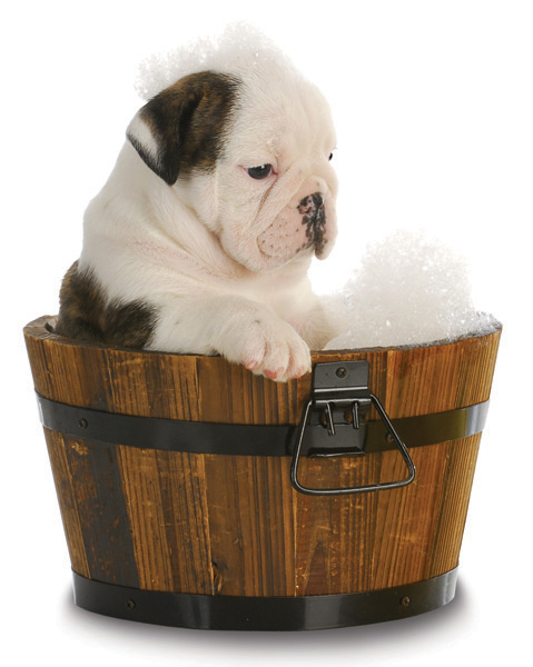 Dog shampoo
