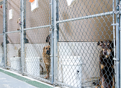 dog shelter population