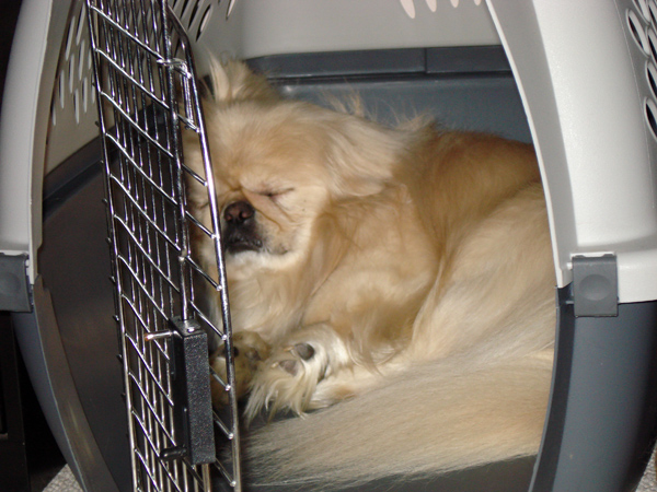 dog in plastic crate