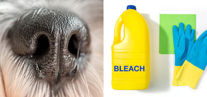 dog smelling bleach is bad
