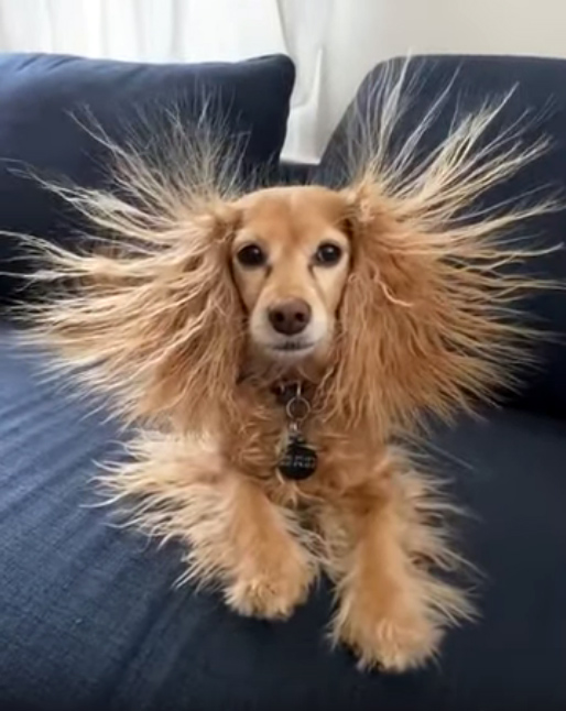 dog static