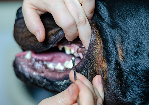 dog breath