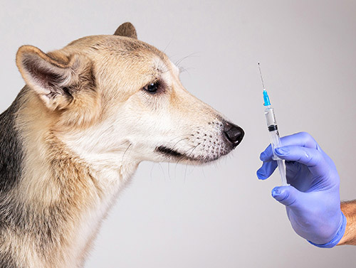 dog vaccine