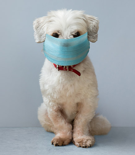 dog wearing mask