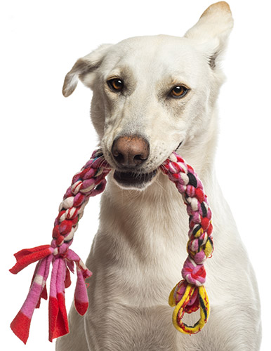 clean animal toys