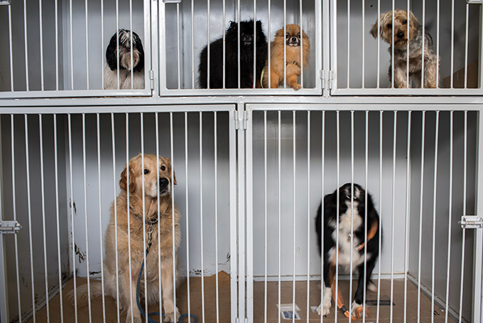 dogs in shared kennel