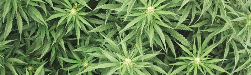 Cannabis Hemp Plant