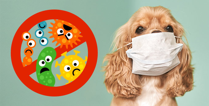 prevent animal hospital infections