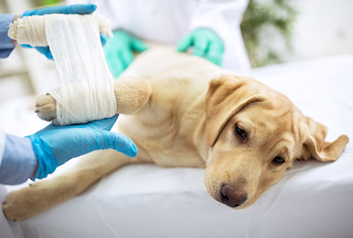 How to Control Hospital-Associated Animal Infections at Your Practice