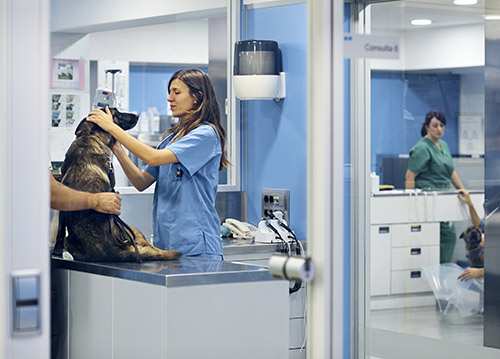 large animal hospital