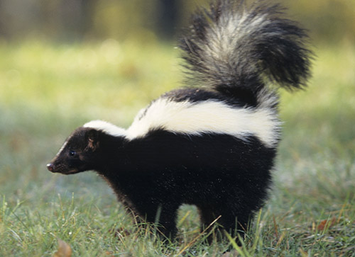 lingering skunk smell