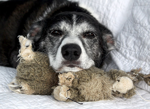 old dog toy