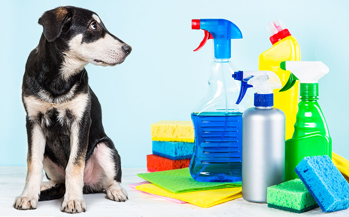 Pet Safe Cleaning Products