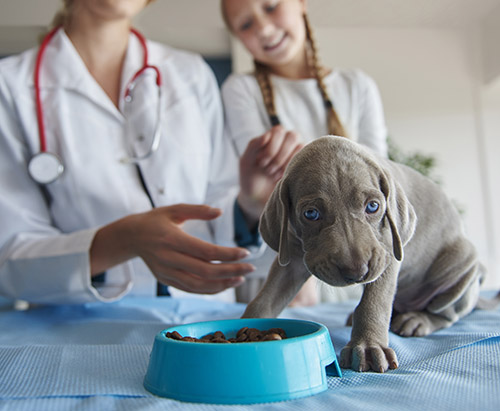 dog bowl clean
