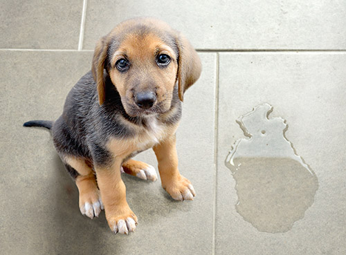 putty pee on floor