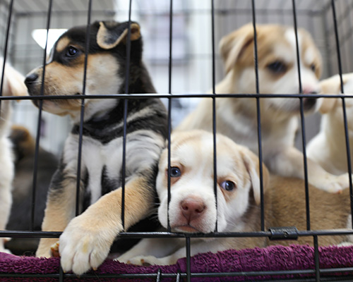 puppy shelter