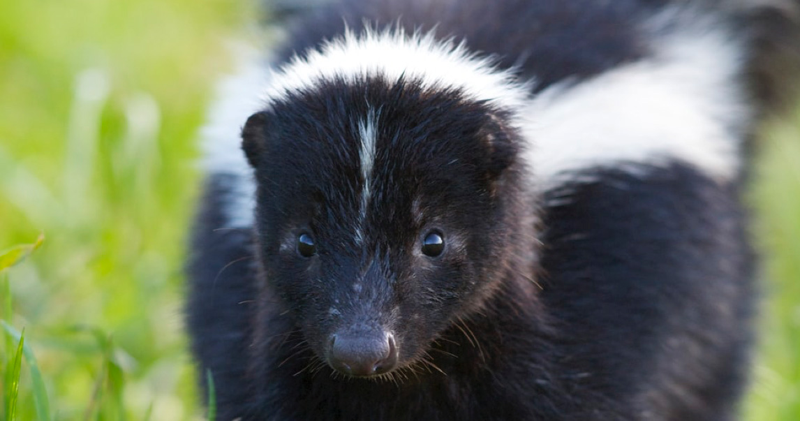 closeup skunk
