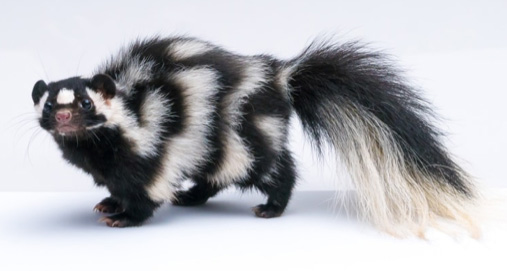 skunk walking
