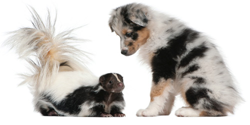 skunk and dog