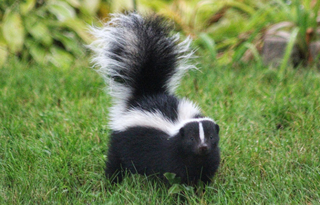 skunk smell odor