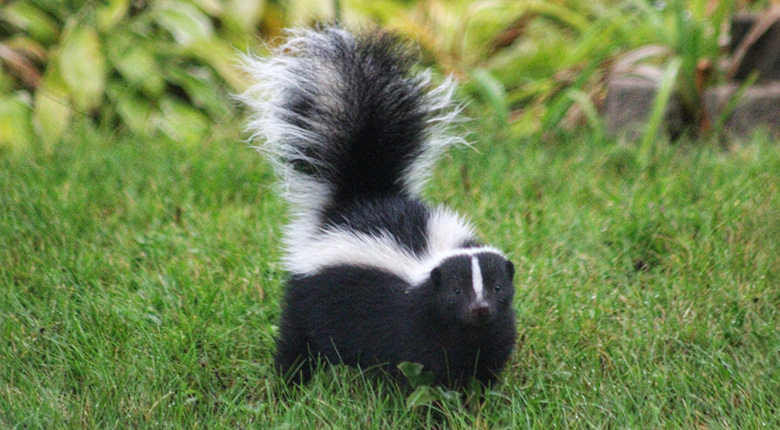 skunk smell lasts