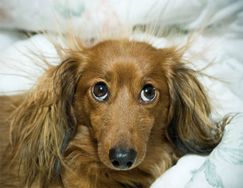 static dog hair