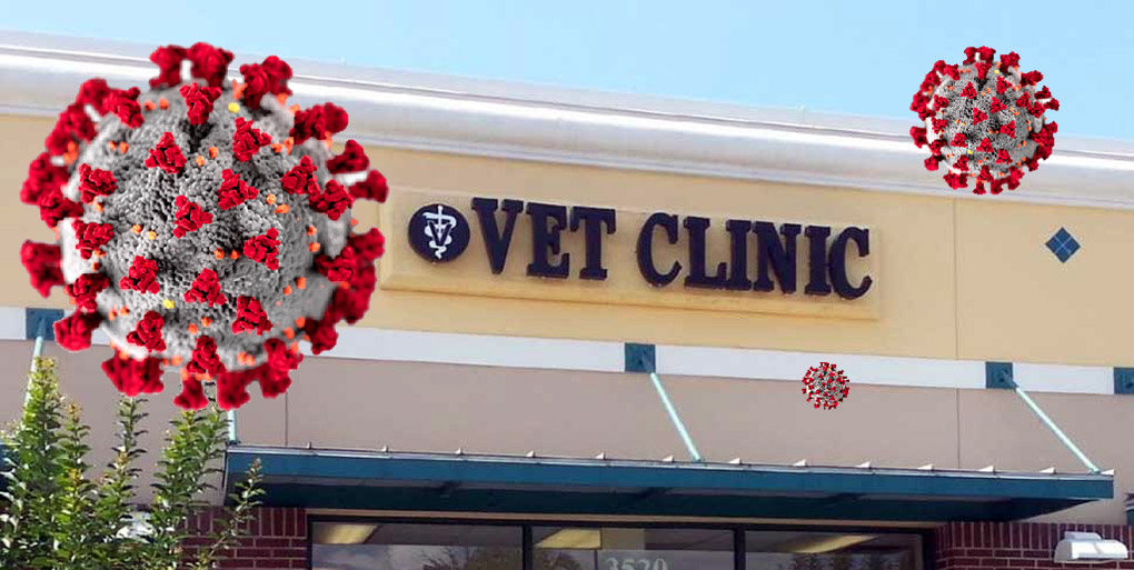 clean vet clinic