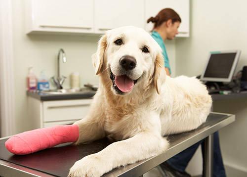 vet office
