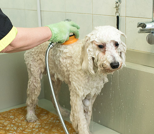 pet odor