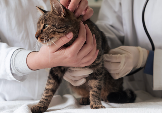 5 Questions to Ask When Choosing a Cleaning Supplier for Your Animal Facility
