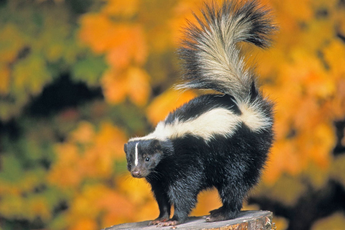 Skunk Fun Facts