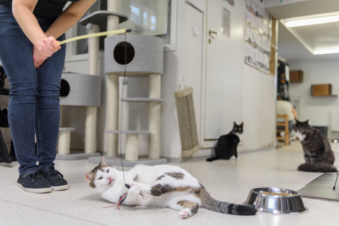 The Vital Role of Indoor Air Quality Monitoring in Veterinary and Pet Care Facilities
